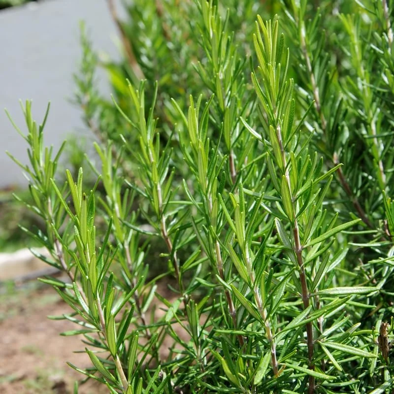 Rosemary Live Plant – Hardy Fragrant Herb – 4" Pot, 4-6" Tall – Full Sun - Image 5