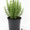 Rosemary Live Plant – Hardy Fragrant Herb – 4" Pot, 4-6" Tall – Full Sun - Image 1