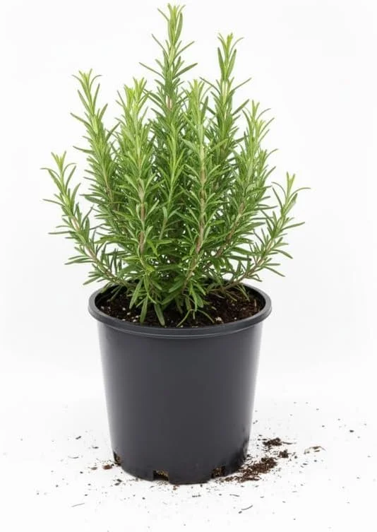 Rosemary Live Plant – Hardy Fragrant Herb – 4" Pot, 4-6" Tall – Full Sun - Image 1