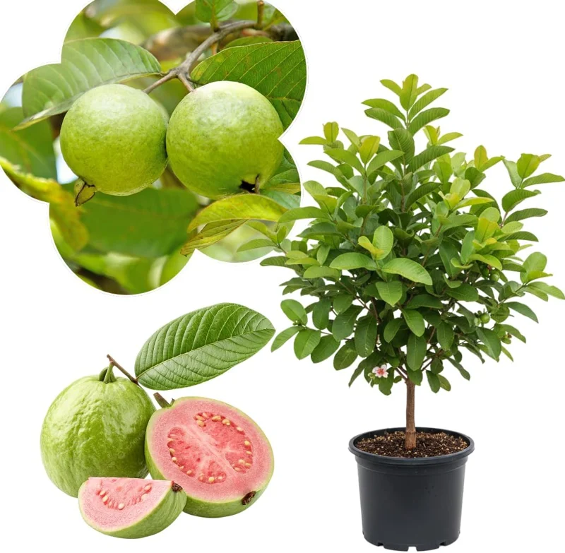 Ruby Guava Tree - Grafted Tropical Fruit Live Plant, 4 Feet Tall - Image 2