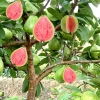 Ruby Guava Tree - Grafted Tropical Fruit Live Plant, 4 Feet Tall - Image 1