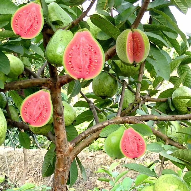 Ruby Guava Tree - Grafted Tropical Fruit Live Plant, 4 Feet Tall - Image 1