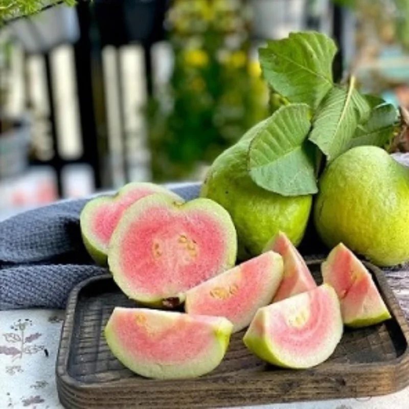 Ruby Guava Tree - Grafted Tropical Fruit Live Plant, 4 Feet Tall - Image 5