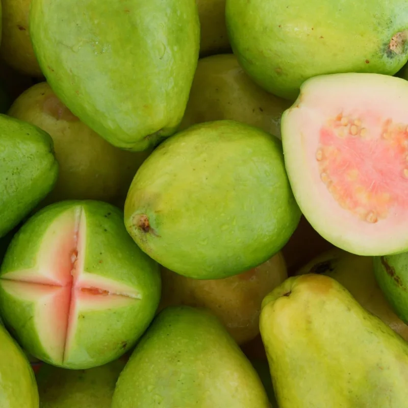 Ruby Guava Tree - Grafted Tropical Fruit Live Plant, 4 Feet Tall - Image 6