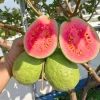 Ruby Guava Tree Live Plant Grafted 4 Feet Tall - Tropical Fruit Plant for Zones 9-11 - Image 1