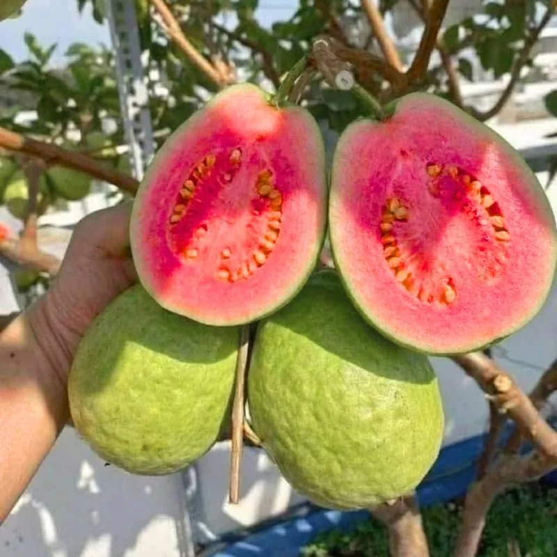 Ruby Guava Tree Live Plant Grafted 4 Feet Tall - Tropical Fruit Plant for Zones 9-11 - Image 1