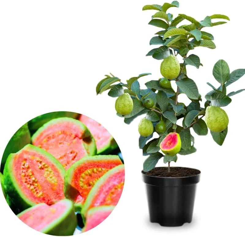 Ruby Guava Tree Live Plant Grafted 4 Feet Tall - Tropical Fruit Plant for Zones 9-11 - Image 6
