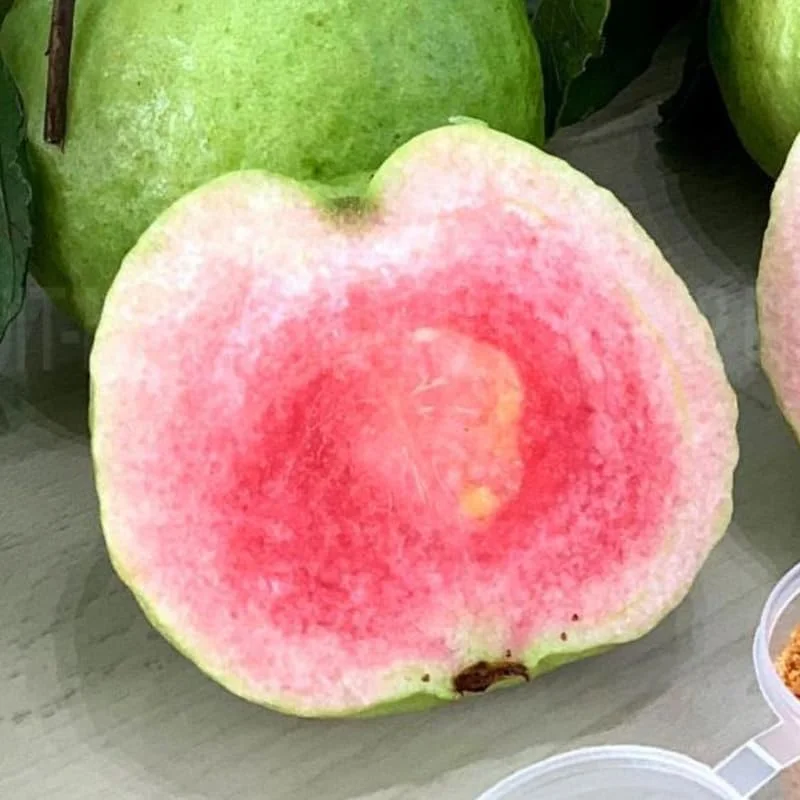 Ruby Guava Tree Live Plant Grafted 4 Feet Tall - Tropical Fruit Plant for Zones 9-11 - Image 7