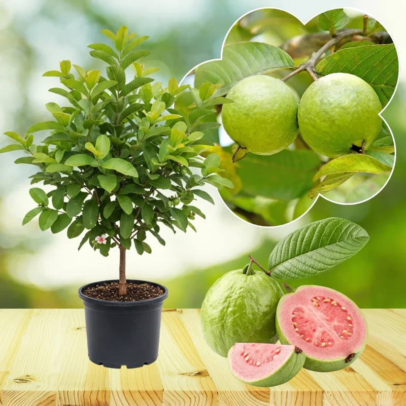 Ruby Guava Tree Live Plant - Hardy Tropical Fruit, 3-4 Feet Tall, Outdoor - Image 2