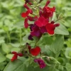 Salvia Live Plants, Set of 3, 4-6 Inches, Red & White Flowering Outdoor Shrubs - Image 1