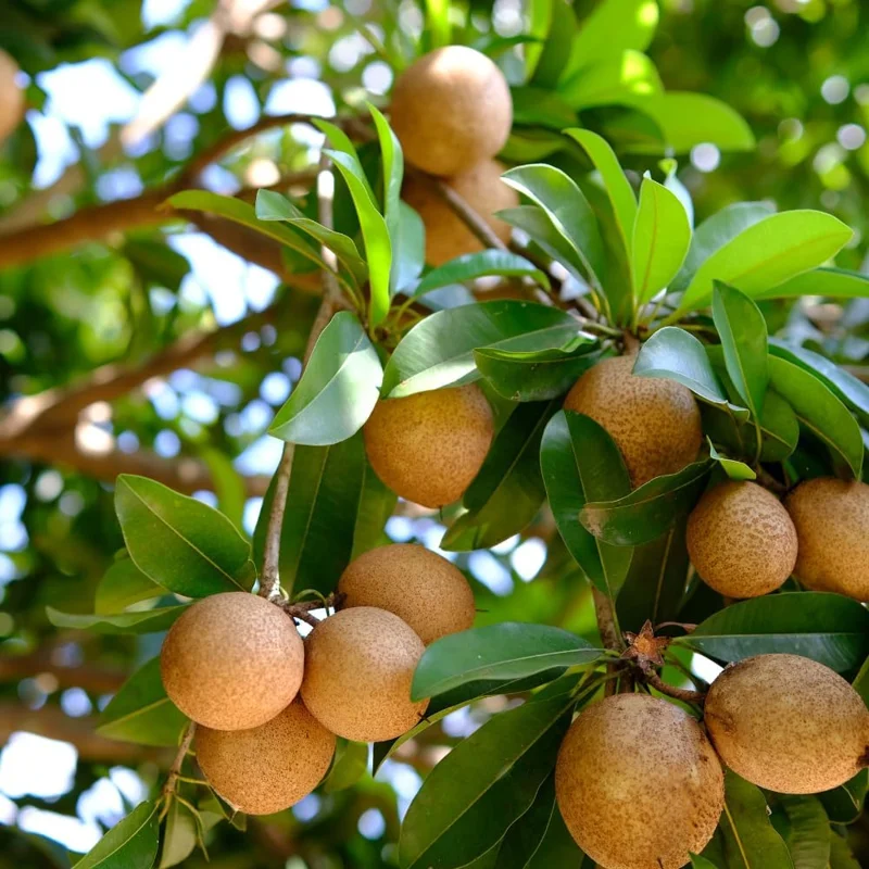 Sapodilla Live Plant - Sweet Sapote Tree, 6-10 Inch Tall, Half Gallon Pot, Indoor/Outdoor - Image 2