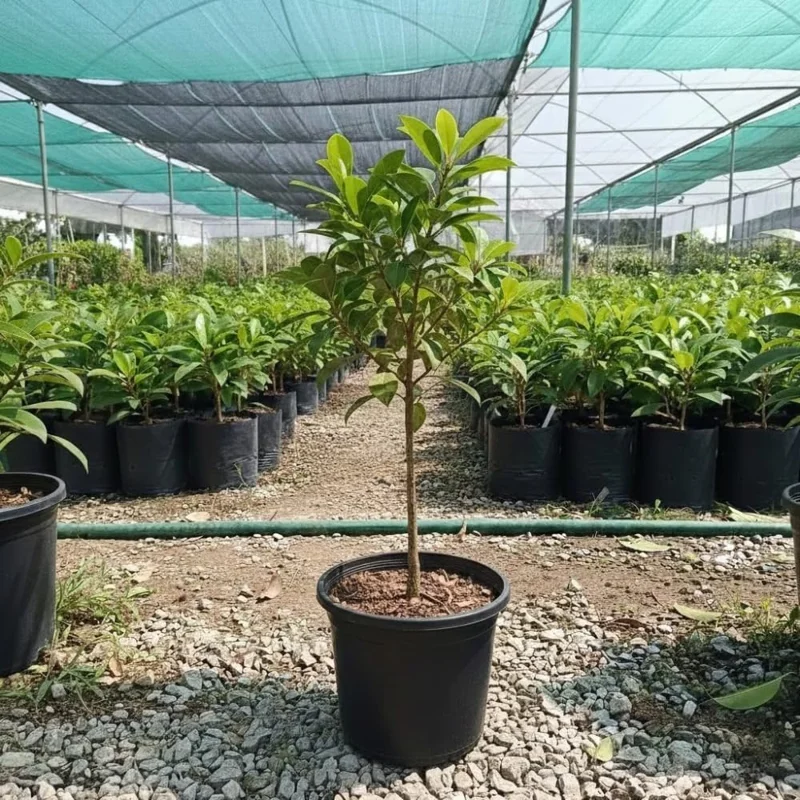 Sapodilla Live Plant - Sweet Sapote Tree, 6-10 Inch Tall, Half Gallon Pot, Indoor/Outdoor - Image 4