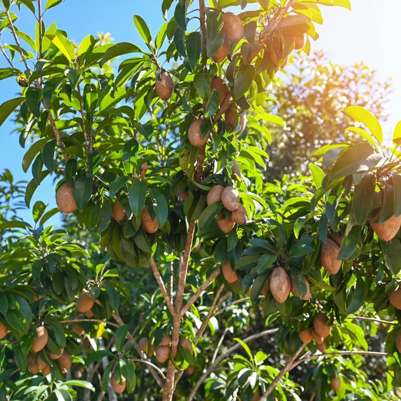 Sapodilla Live Plant - Sweet Sapote Tree, 6-10 Inch Tall, Half Gallon Pot, Indoor/Outdoor - Image 5