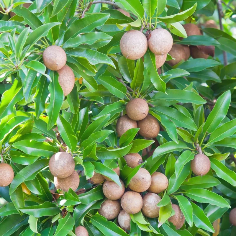 Sapodilla Live Plant - Sweet Sapote Tree, 6-10 Inch Tall, Half Gallon Pot, Indoor/Outdoor - Image 6