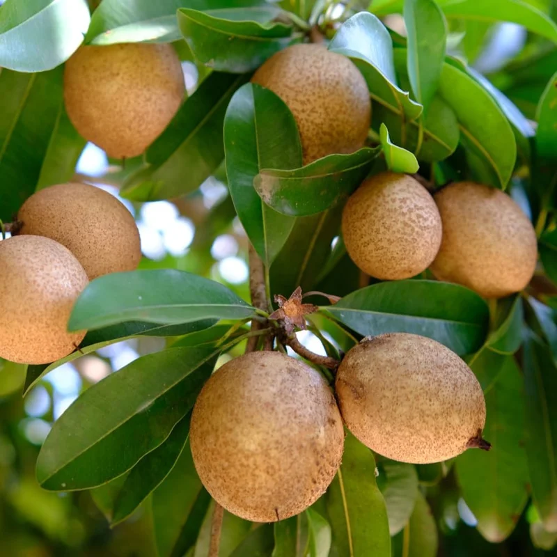Sapodilla Live Plant - Sweet Sapote Tree, 6-10 Inch Tall, Half Gallon Pot, Indoor/Outdoor - Image 7