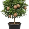 Sapodilla Live Plant - Sweet Sapote Tree, 6-10 Inch Tall, Half Gallon Pot, Indoor/Outdoor - Image 1