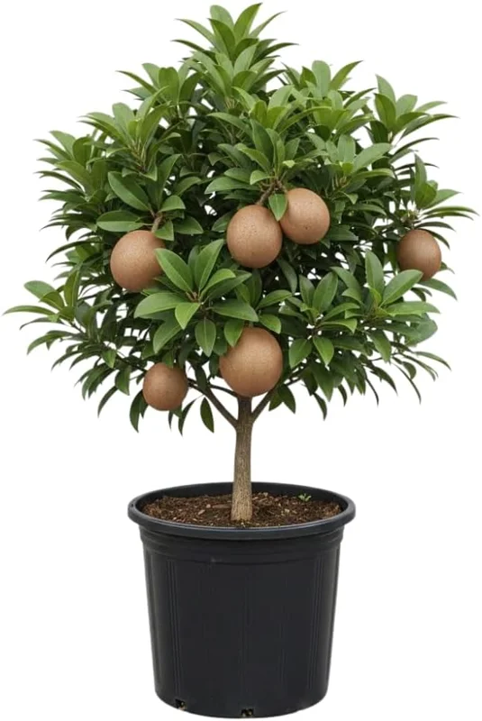 Sapodilla Live Plant - Sweet Sapote Tree, 6-10 Inch Tall, Half Gallon Pot, Indoor/Outdoor - Image 1