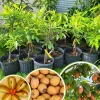 Sapodilla Tree Live Plant, 2-3 ft Tall - Sweet Tropical Sapote Fruit Tree, 1 Gallon Pot, Outdoor - Image 1