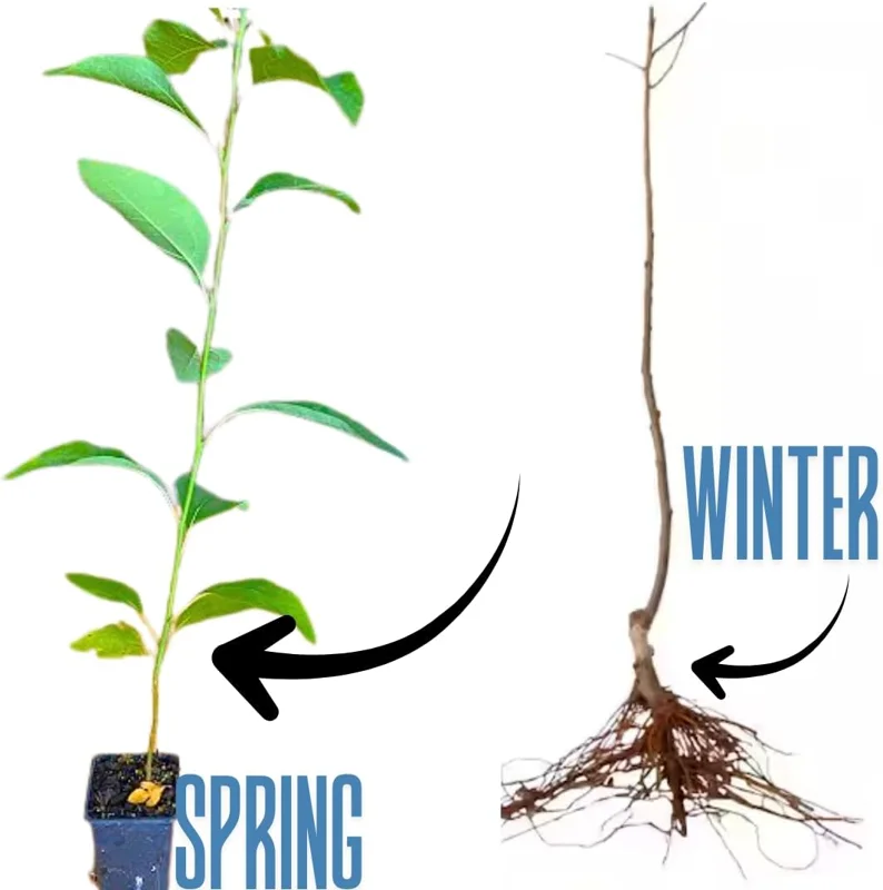 Sassafras Tree Live Plant – 1-Year-Old Seedling, Quart Pot, Winter Hardy - Image 3