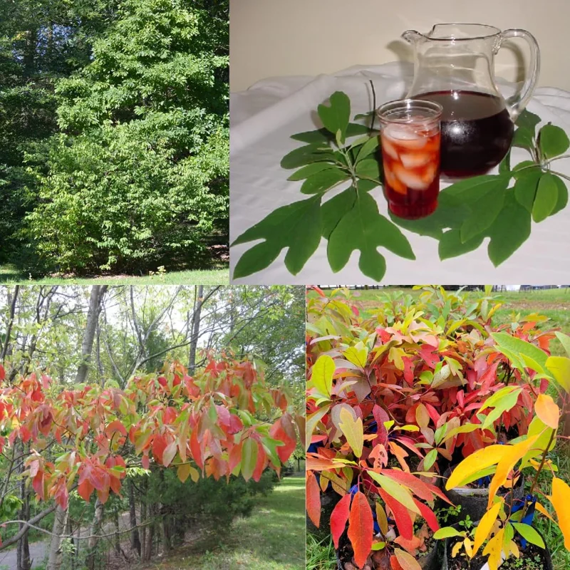 Sassafras Tree Live Plant – 1-Year-Old Seedling, Quart Pot, Winter Hardy - Image 4