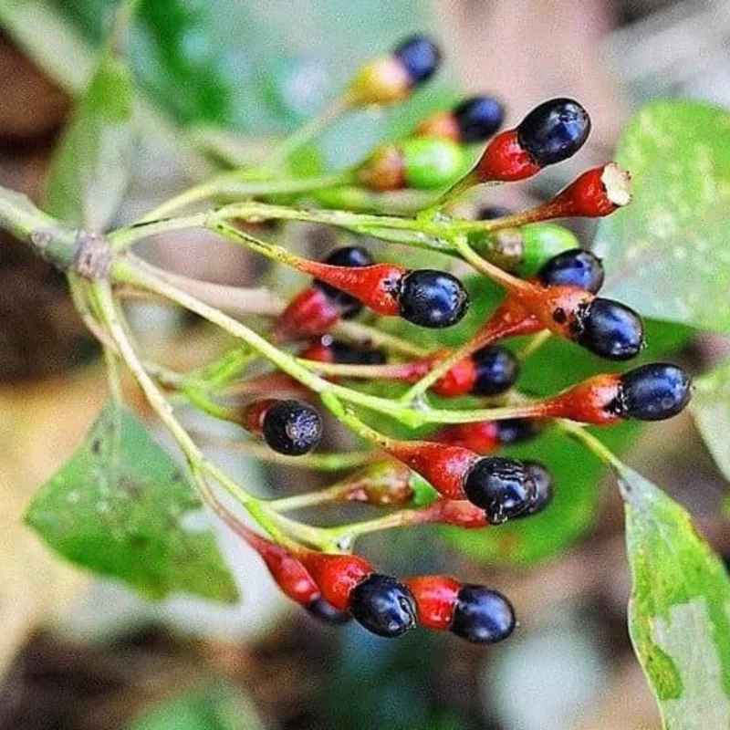 Sassafras Tree Live Plant – 1-Year-Old Seedling, Quart Pot, Winter Hardy - Image 6