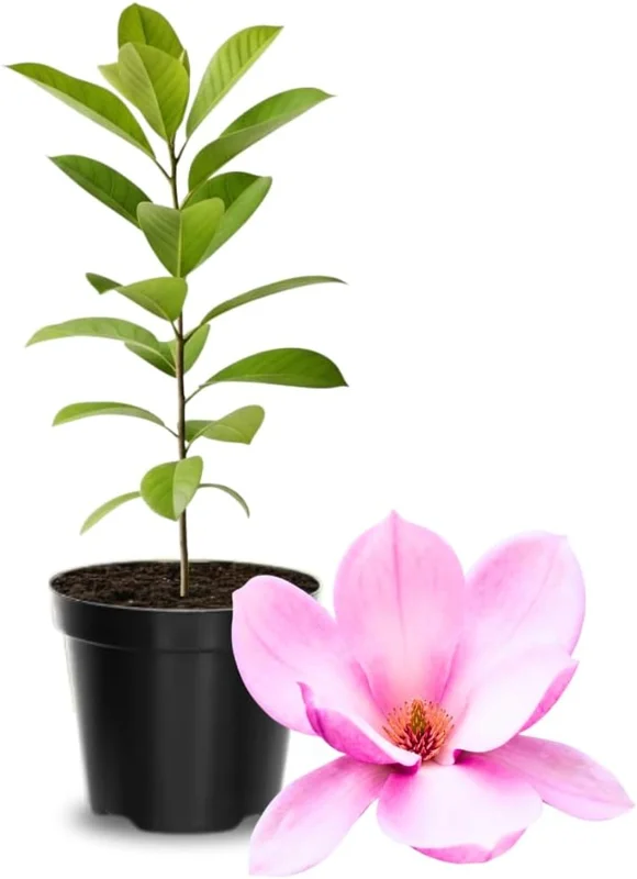 Saucer Magnolia Live Plant 6 to 14 Inch Height - Fragrant Flowering Tree - Image 2