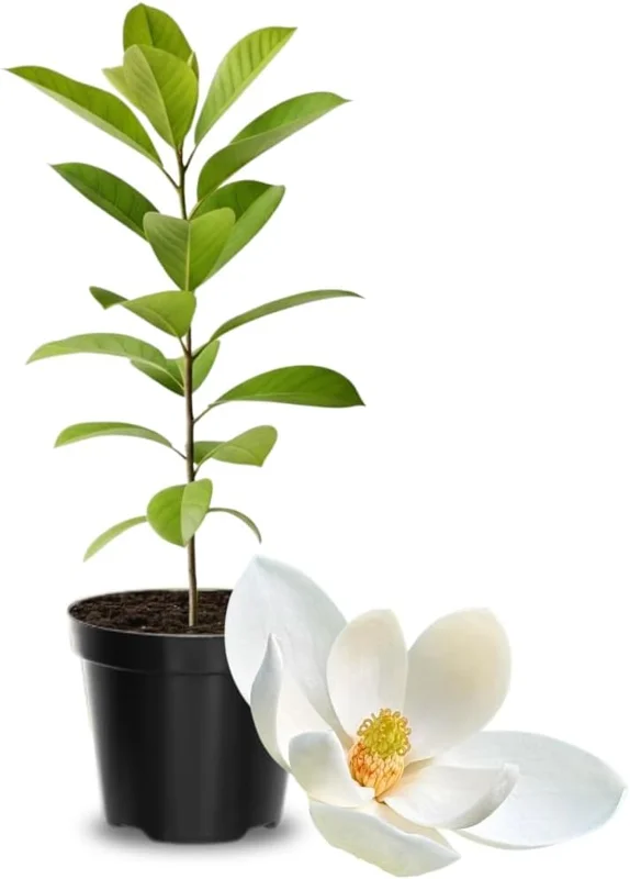 Saucer Magnolia Live Plant 6 to 14 Inch Height - Fragrant Flowering Tree - Image 4