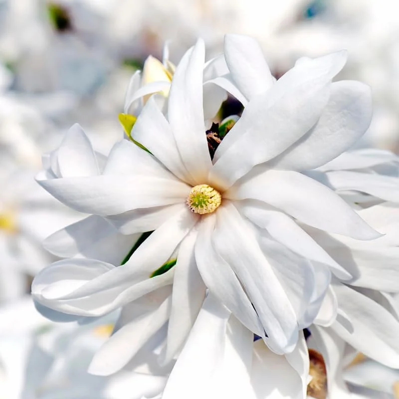 Saucer Magnolia Live Plant 6 to 14 Inch Height - Fragrant Flowering Tree - Image 5