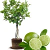 Seedless Lime Live Plant – 3 ft Fruit Tree in 5 Gallon Pot, Indoor/Outdoor - Image 1