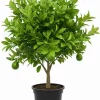 Seedless Lime Tree Live Plant - 3 Ft Tall, Potted in 5 Gallon Container, Indoor/Outdoor - Image 1
