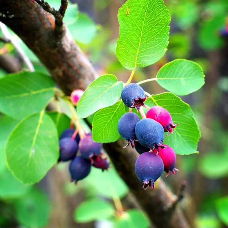 Serviceberry Live Plant – 12-18 Inch Tall Tree in Quart Pot – Edible Berry Tree & Shrub - Image 2