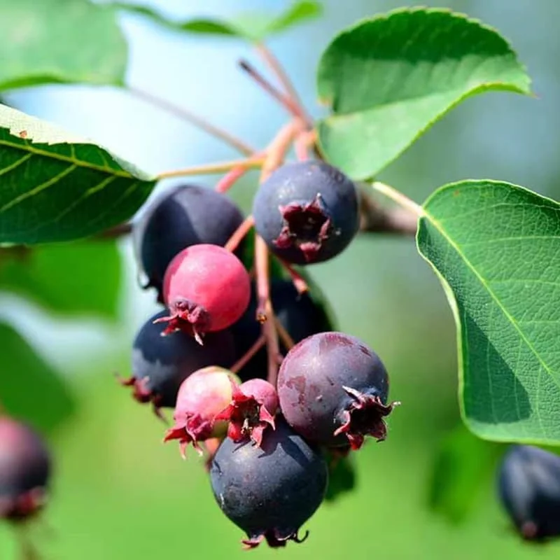 Serviceberry Live Plant – 12-18 Inch Tall Tree in Quart Pot – Edible Berry Tree & Shrub - Image 5