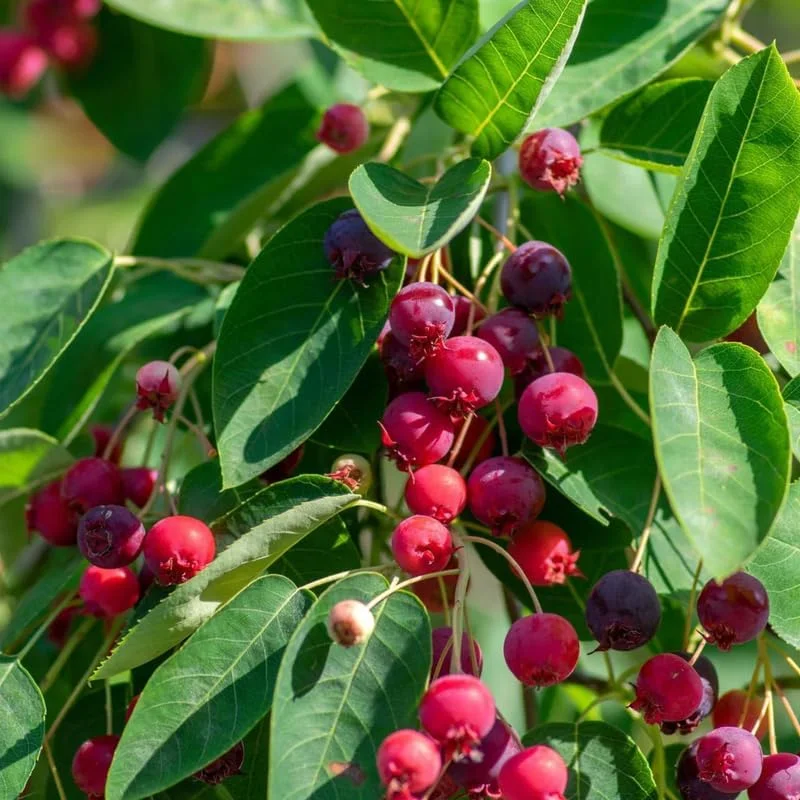 Serviceberry Live Plant – 12-18 Inch Tall Tree in Quart Pot – Edible Berry Tree & Shrub - Image 7