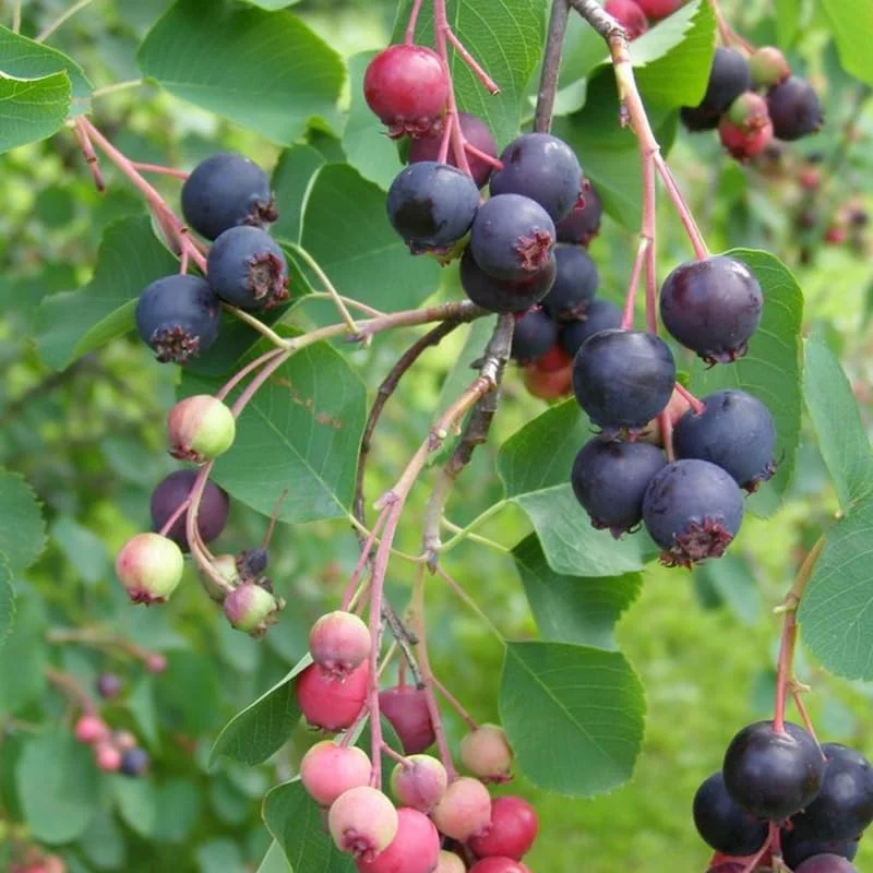 Serviceberry Tree Live Plant – 12-18 Inch Tall – Quart Pot – Hardy Berry Serviceberry Plant for Garden - Image 2