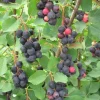 Serviceberry Tree Live Plant – 12-18 Inch Tall – Quart Pot – Hardy Berry Serviceberry Plant for Garden - Image 1