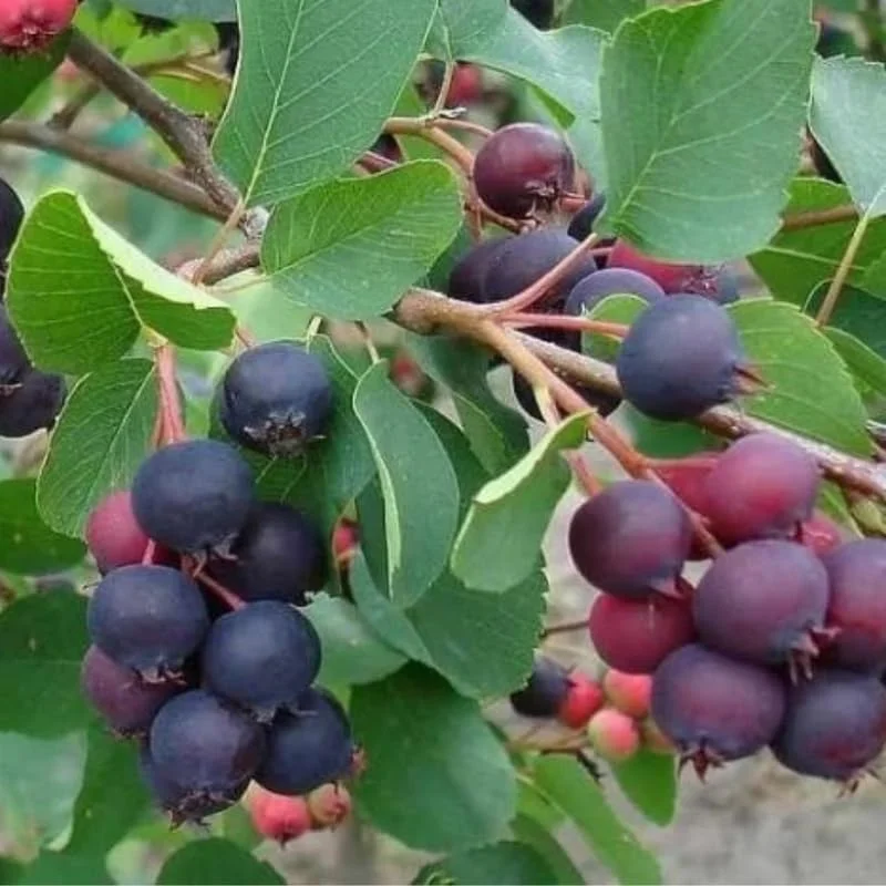 Serviceberry Tree Live Plant – 12-18 Inch Tall – Quart Pot – Hardy Berry Serviceberry Plant for Garden - Image 3