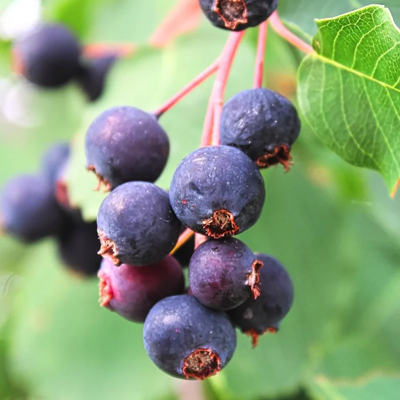 Serviceberry Tree Live Plant – 12-18 Inches Tall – Well Rooted – Outdoor - Image 2