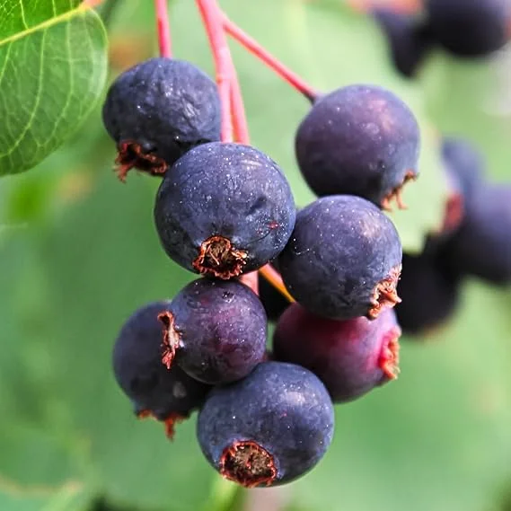 Serviceberry Tree Live Plant – 12 to 18 Inches Tall – Outdoor Edible Berries - Image 4