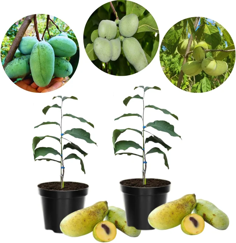 Set 2 Pawpaw Tree Live Plant Bare Roots, Hardy Paw Paw Plant, 6 to 12 Inc Tall, Paw Paw Live Plant - Image 4