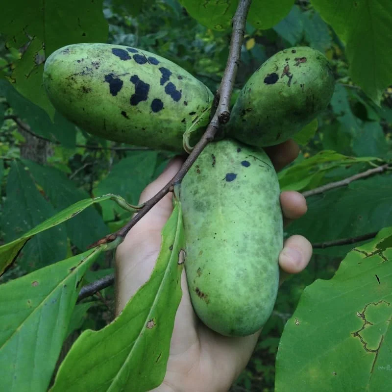 Set 2 Pawpaw Tree Live Plant Bare Roots, Hardy Paw Paw Plant, 6 to 12 Inc Tall, Paw Paw Live Plant - Image 5