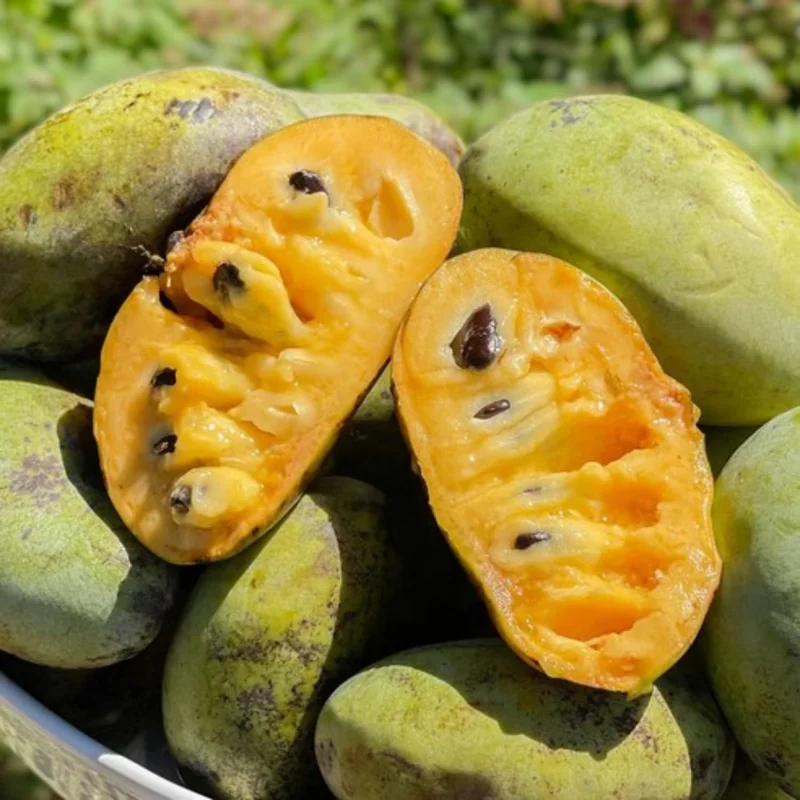 Set 2 Pawpaw Tree Live Plant Bare Roots, Hardy Paw Paw Plant, 6 to 12 Inc Tall, Paw Paw Live Plant - Image 1