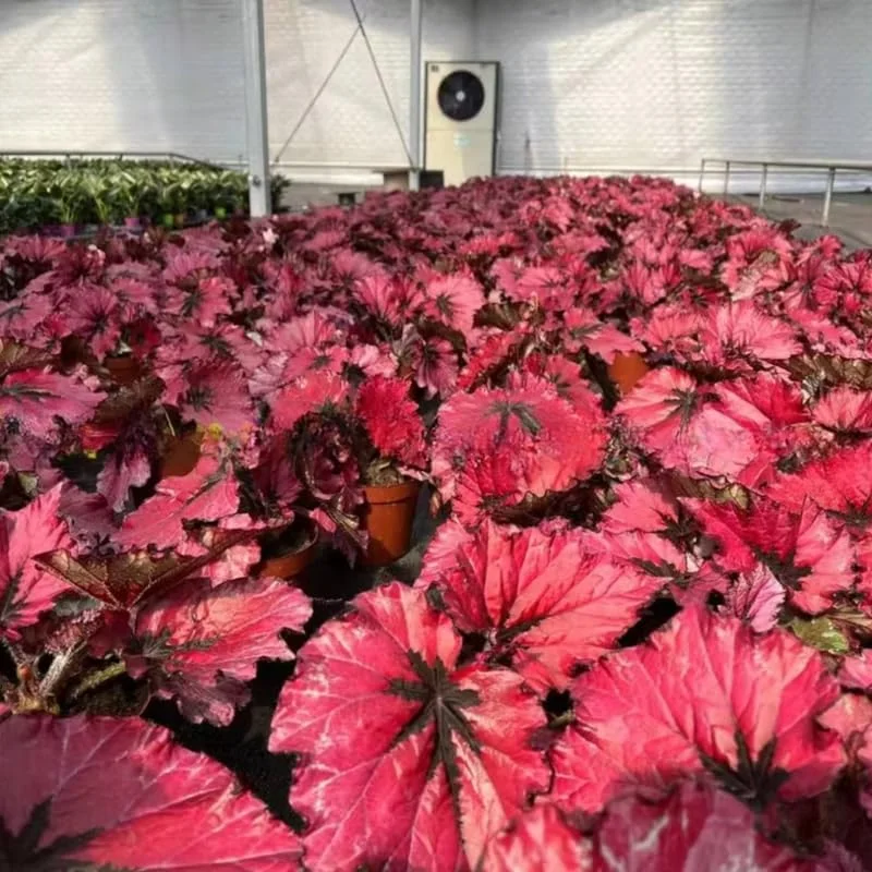 Set of 2 Angel Wing Begonia Live Plants, 5-9 Inch Tall, Silver Green Polka Dot for Indoor & Outdoor Decor - Image 2