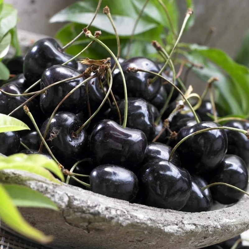 Set of 2 Black Cherry Trees Live, 3-4 Ft Tall, Bare Root, 2 Years Old, Hardy Sweet Cherry - Image 2