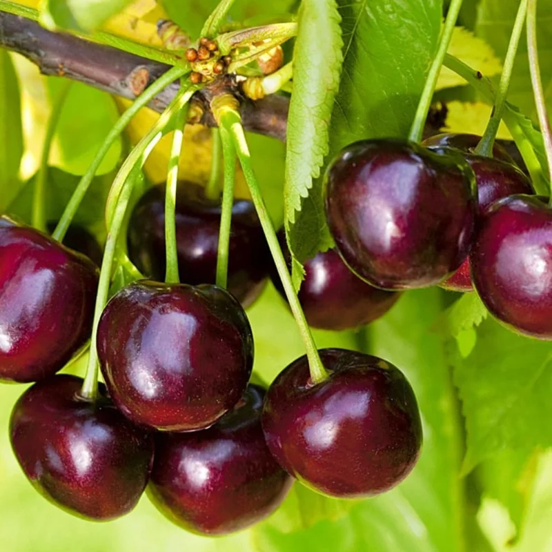 Set of 2 Black Cherry Trees Live, 3-4 Ft Tall, Bare Root, 2 Years Old, Hardy Sweet Cherry - Image 7