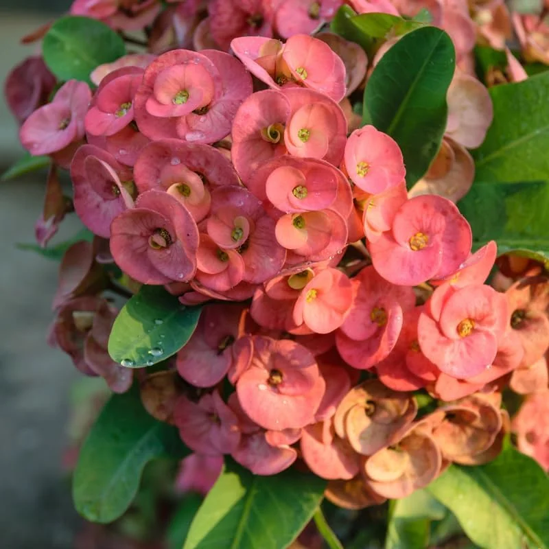 Set of 2 Euphorbia Milii Live Plants, Crown of Thorns, 5-8 Inch Tall, Assorted - Image 2