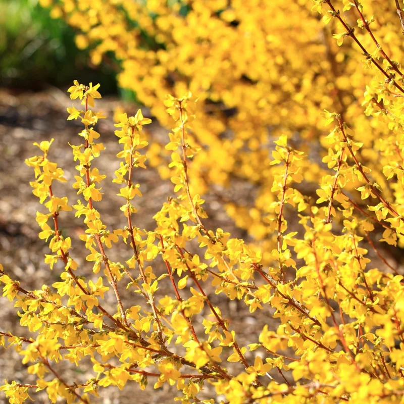 Set of 2 Forsythia Plants Live, Lynwood Bare Root Shrubs, 1-2 Ft Tall, Outdoor - Image 2