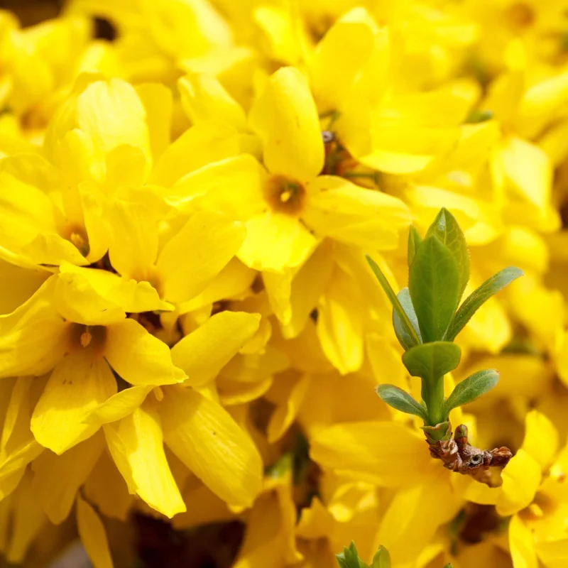 Set of 2 Forsythia Plants Live, Lynwood Bare Root Shrubs, 1-2 Ft Tall, Outdoor - Image 3