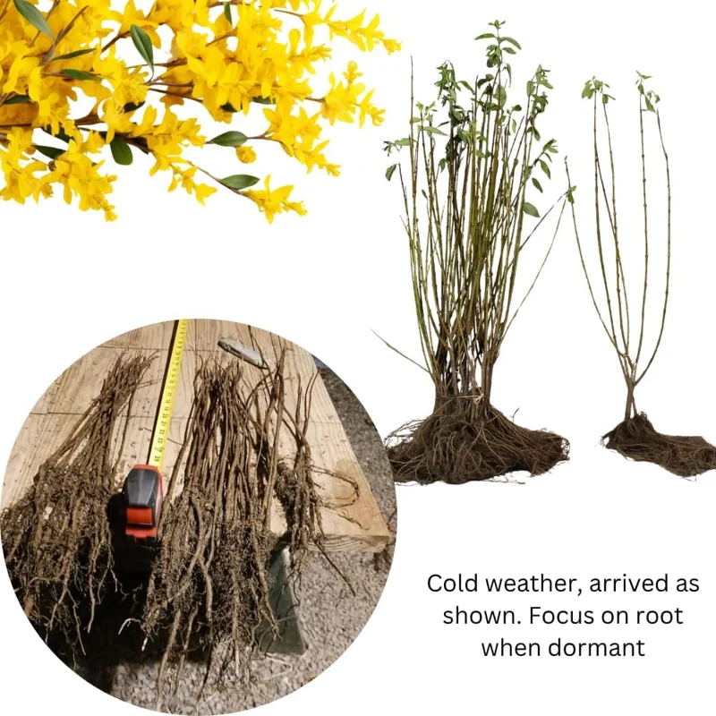 Set of 2 Forsythia Plants Live, Lynwood Bare Root Shrubs, 1-2 Ft Tall, Outdoor - Image 4
