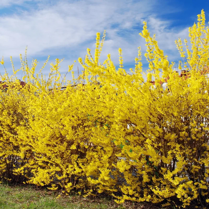 Set of 2 Forsythia Plants Live, Lynwood Bare Root Shrubs, 1-2 Ft Tall, Outdoor - Image 5
