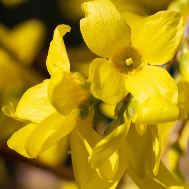 Set of 2 Forsythia Plants Live, Lynwood Bare Root Shrubs, 1-2 Ft Tall, Outdoor - Image 6